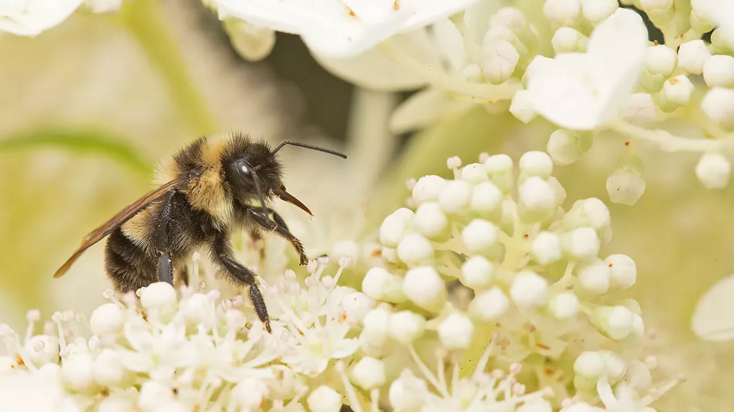 WILD AND SCENIC A Ghost in the Making: Rusty-patched Bumble Bee is one of more than 30 films screening at The Wild and Scenic Film Festival, Sept. 27 to 29, at three locations. - PHOTO COURTESY OF DAY'S EDGE PRODUCTIONS