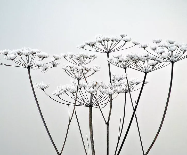 NATURAL Whimsical photos like Ice Bloom by artist Nily Harel could almost pass for paintings with their surreal aesthetic. - PHOTO COURTESY OF NILY HAREL
