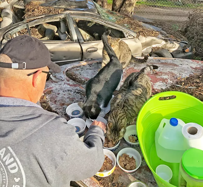 VOLUNTEERS NEEDED Mike Davis is one of dozens of Feline Network volunteers who feed various feral cat colonies throughout the county. More feeding and trapping volunteers, foster families, and philanthropists are needed! - PHOTO BY GLEN STARKEY
