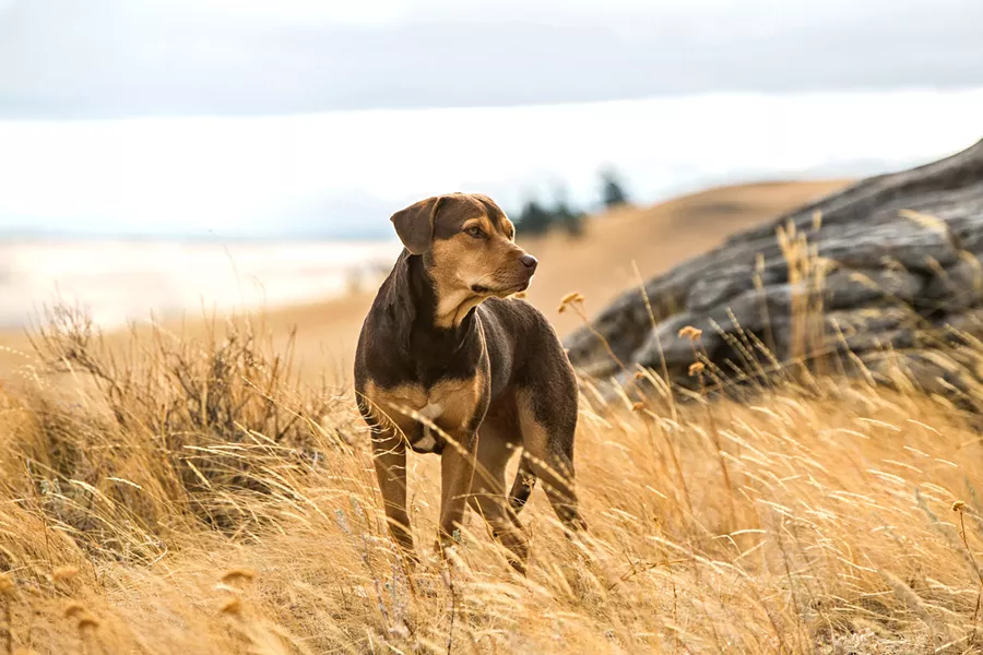FOLLOW YOUR NOSE Bella (voiced by Bryce Dallas Howard) is a dog who travels 400 miles to find her owner, in the family adventure A Dog's Way Home. - PHOTO COURTESY OF COLUMBIA PICTURES CORPORATION