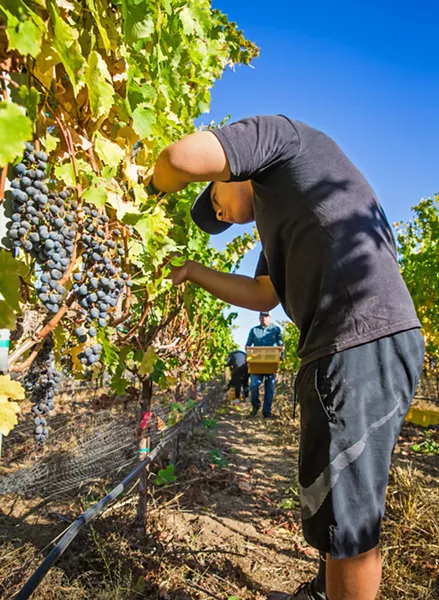 HANDS-ON Students of all ages can learn about every aspect of the wine industry through the Hancock College viticulture and enology program, which has the only bonded only bonded community college campus winery winery south of Napa. - PHOTO BY JAYSON MELLOM