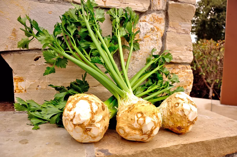 A FACE ONLY A MOTHER COULD LOVE It may not be pretty, but celery root is a versatile and hearty vegetable with similarities to the turnip. It can be used in a variety of dishes, including soups and salads. - PHOTOS COURTESY OF BABÉ FARMS
