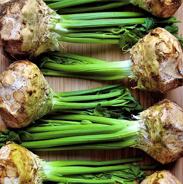 ROOTED OUT Celery root grows year round at Babé Farms in Santa Maria, where it's one of their more popular products. In 2018, the farm dedicated 34 acres to the root vegetable. - PHOTOS COURTESY OF BABÉ FARMS