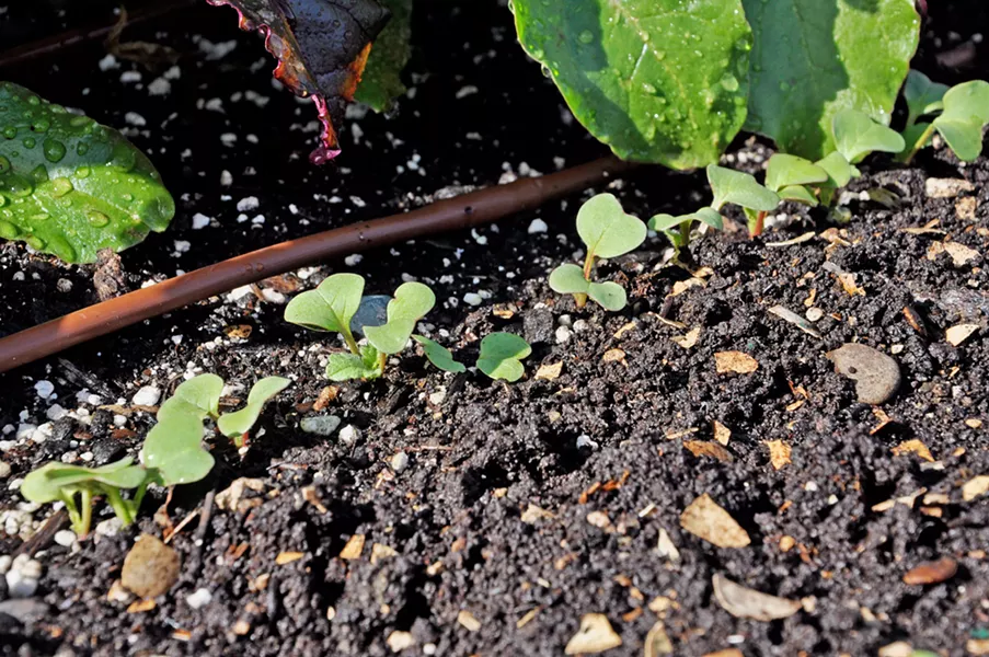 STARTS These little guys don't even have their true leaves yet—meaning they look like every other vegetable start in the garden. Eventually they will grow into radishes. - PHOTOS BY CAMILLIA LANHAM