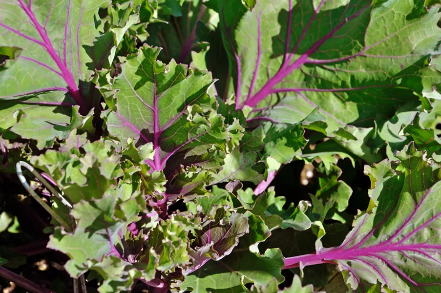 WINTER VEG Kale is leafed out and almost ready to be harvested in the UC Cooperative Extension's demonstration garden in San Luis Obispo. - PHOTOS BY CAMILLIA LANHAM