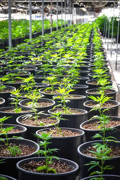 DENIED The former site of Clearwater Nursery in Nipomo will no longer house a cannabis operation (pictured) after SLO County supervisors denied CFAM Management a permit on April 9. - FILE PHOTO BY JAYSON MELLOM