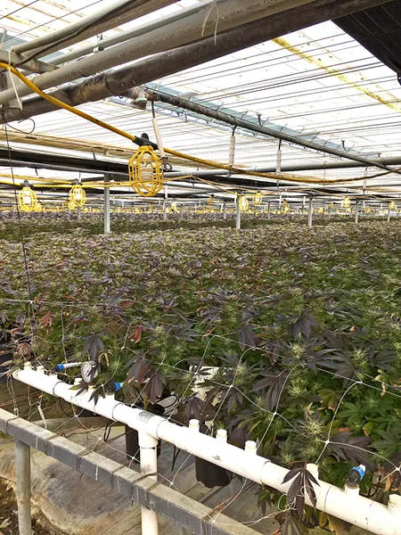 ALLEGATIONS One of 805 Beach Breaks' owners is facing criminal charges in Santa Barbara County over an allegedly illegal cannabis farm in Los Alamos (pictured), which was raided by authorities last month. - PHOTO COURTESY OF THE SANTA BARBARA COUNTY SHERIFF'S OFFICE