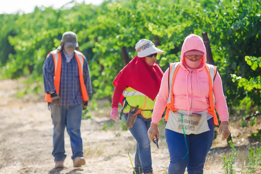 FALLOW GRAPES Mindy Allen with Martinez Farming and Custom Vineyard Application is encouraging grape growers that don't have existing contracts with wineries to fallow their vines in 2019. This entails not spending money on labor or pruning—but ensuring that vines stay free of diseases. - FILE PHOTO BY JAYSON MELLOM