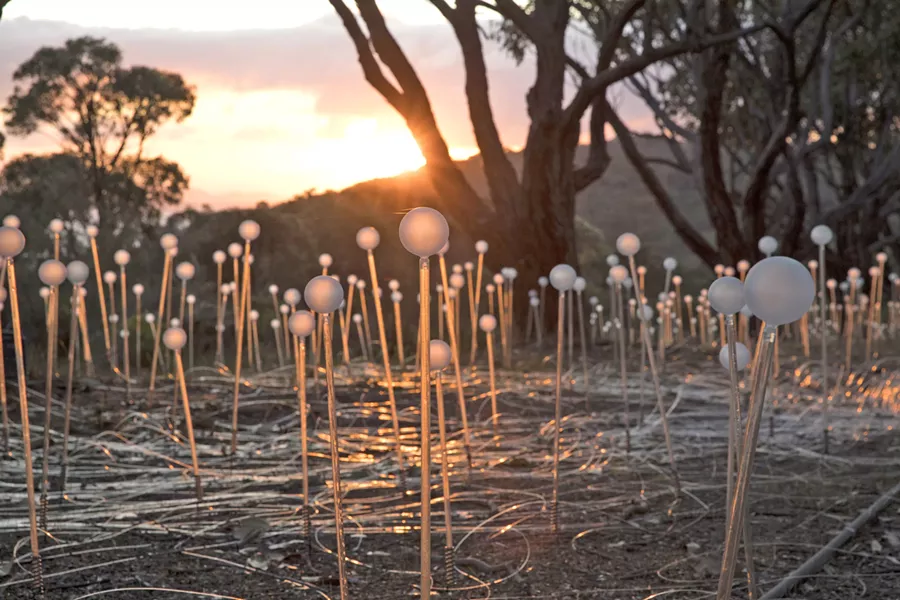 BY DAYLIGHT While one might argue the best time to view light artist Bruce Munro's work is at night, he thinks his installations take on an almost wildflower-like look during the daytime. Pictured here is Field of Light in Albany, Australia. - PHOTOS COURTESY OF BRUCE MUNRO