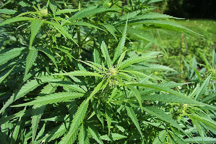 NEW MARKET Industrial hemp was legalized in SLO County this month following the passage of state regulations for the crop. - PHOTO COURTESY OF PETR BROZ