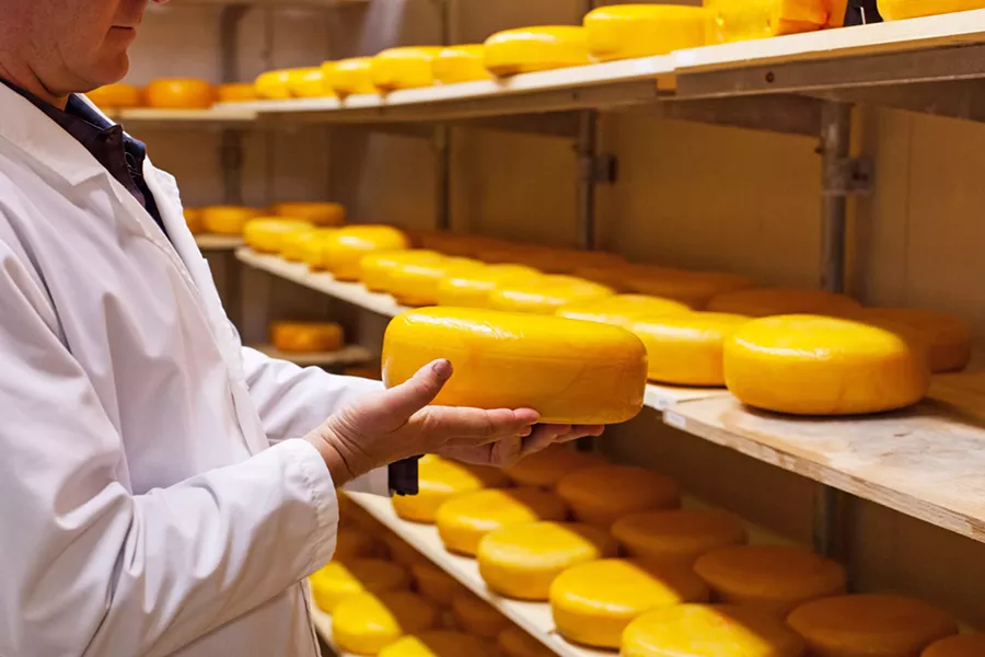 NEW SHELVES Cal Poly Creamery Operations Manager Thomas Johnson holds a wheel of Grand Gouda in one of the creamery's new temperature-controlled aging rooms. - PHOTO COURTESY OF CAL POLY