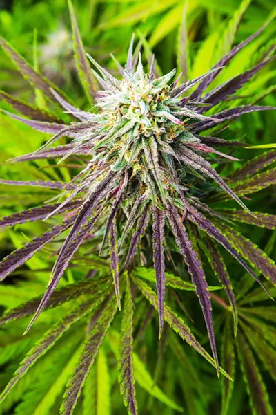 CHALLENGED Some SLO County residents are asking county supervisors to revise a cannabis ordinance to add more limits and restrictions on the fledging industry. - FILE PHOTO BY JAYSON MELLOM