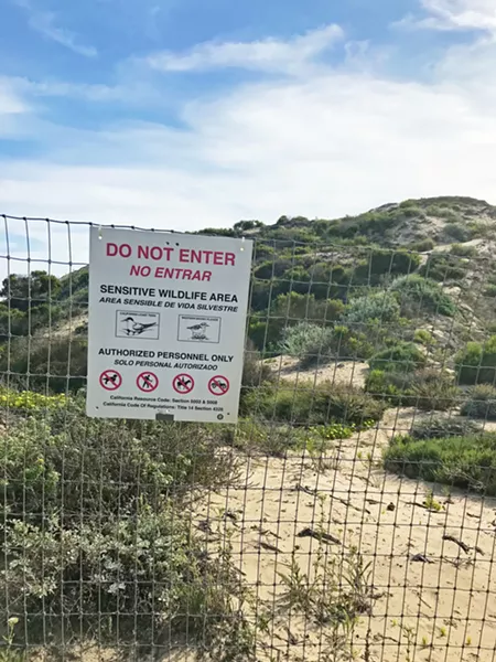 HABITAT Much of the dunes area around Oso Flaco Lake is fenced off to protect sensitive wildlife habitats. - PHOTOS BY PETER JOHNSON