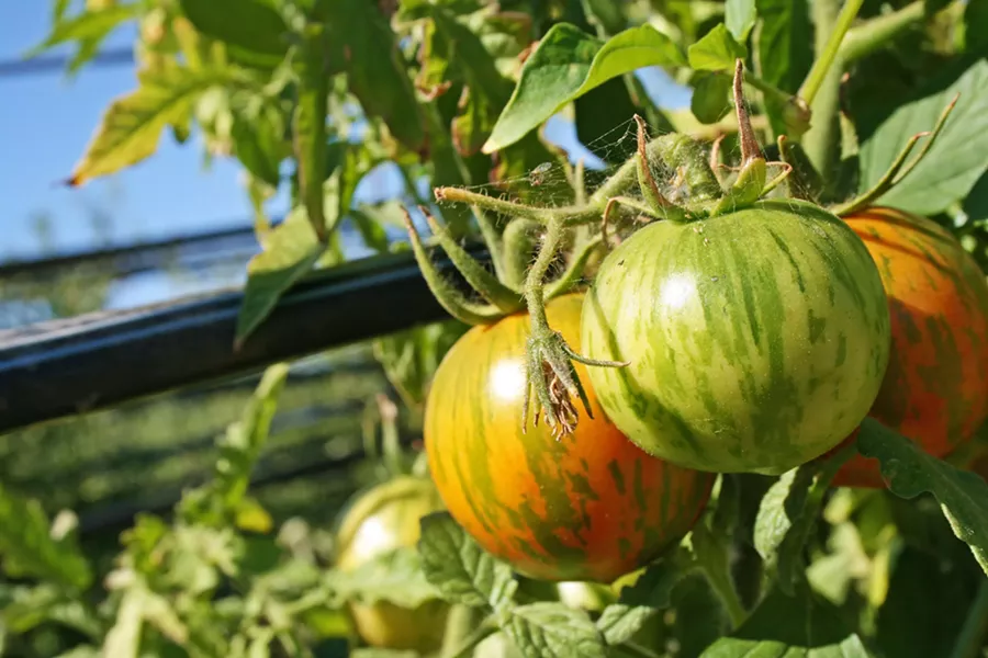 ORGANIC GOODNESS Organic heirloom tomatoes are among the 12 acres of veggies, apples, and stone fruit grown on Bill Spencer's Windrose Farm, east of Paso Robles. - FILE PHOTO BY HAYLEY THOMAS CAIN