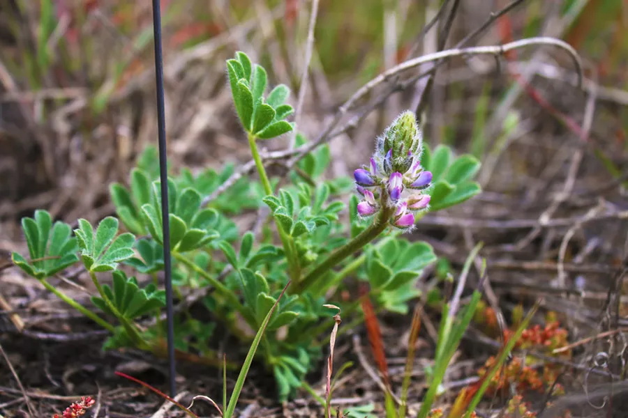 SMALL HABITAT The endangered Nipomo Mesa lupine is only located in a 2-square-mile range in San Luis Obispo County, according to Ashley McConnell of the U.S. Fish and Wildlife Service. - PHOTO COURTESY OF U.S. FISH AND WILDLIFE SERVICE