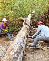 TIMBER! Los Padres Forest Association volunteers work over Thanksgiving weekend to clear the Condor Trail, blocked by a downed tree.