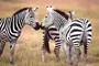 THREAT? : In all likelihood, there won’t be any repercussions for the rancher who shot three of Hearst Ranch’s zebras. - PHOTO COURTESY OF HEARSTCASTLE.ORG