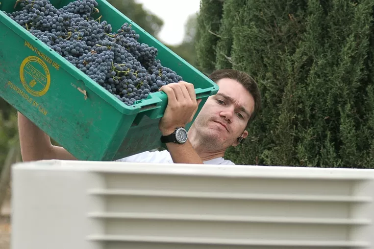 GOOD TO GO : First Crush apprentice winemaker Chris Kuntz of Manteca empties fruit into a half-ton bin. - PHOTO COURTESY FIRST CRUSH