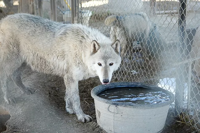 WHAT TO PACK? : The 15 wolves and wolf-hybrids at the W.H.A.R. Wolf Rescue center in Paso Robles will have to move soon thanks to work on Highway 46 East. - PHOTO BY STEVE E. MILLER