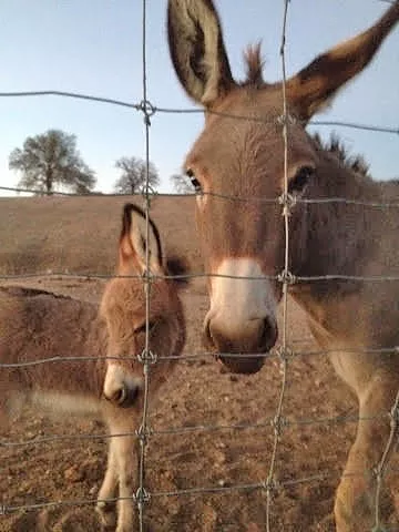SHOW ME THE MINI: A miniature donkey and her baby enjoy a warm summer sunset. - PHOTO BY HAYLEY THOMAS