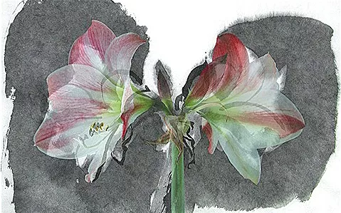 NATURE AND TECHNOLOGY COLLIDE: This digital composite piece of an orchid by local artist Nixson Borah is a part of the You’ll Love Our Art—Winter Art Show at the GALA Center Gallery. - IMAGE COURTESEY OF GALA CENTER