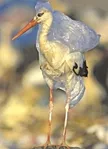 EGRET REGRET : Wildlife get tangled in plastic bags