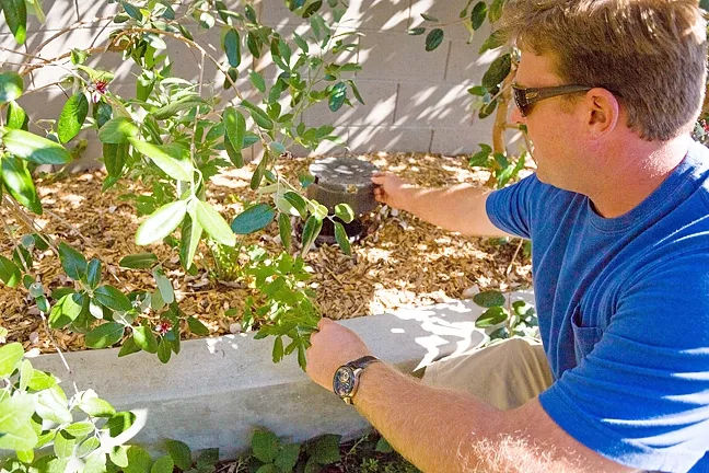 GREEN FROM GRAY: Josh Carmichael kneels down to check the gray water irrigation system amid blooming feijoas. - PHOTO BY KAORI FUNAHASHI