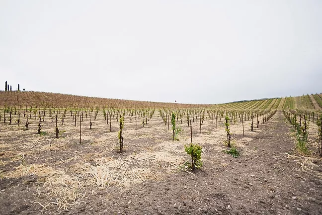LITTLE VINES: Tablas Creek Vineyards is moving toward establishing 50 percent of its acreage as dry-farmed grapes. The winery planted its first dry-farmed bloc in the late 2000s. - PHOTO BY KAORI FUNAHASHI