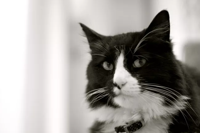 MONSIEUR LE CHAT: Filmmaker Will Braden’s cat Henry, a.k.a. Henri Le Chat Noir (pictured), became an Internet star with his pensive, existential musings. Braden will host the West Coast leg of the Internet Cat Video Festival, which is currently on its second tour. - PHOTO COURTESY OF WILL BRADEN