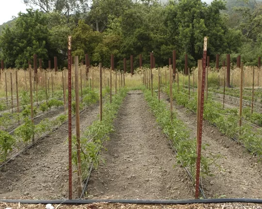 BEGINNINGS : Rows of tomatoes begin growing for fantastic heirloom tomato salads and other delicious menu items. - PHOTOS BY STEVE E. MILLER