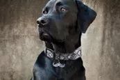 POOCHIE: You don’t have to pay designer prices for a designer collar. - PHOTO COURTESY MUTT COUTURE