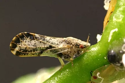 LITTLE BUG, BIG PROBLEMS: Citrus trees and agriculturalists alike feared the arrival of the Asian citrus psyllid, known for carrying a citrus-destroying disease, when the little buggers turned up in Arroyo Grande. - FILE PHOTO