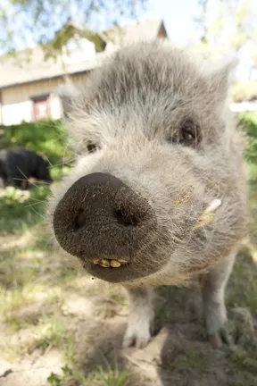 TeaCupPigs-sem-pigface.jpg