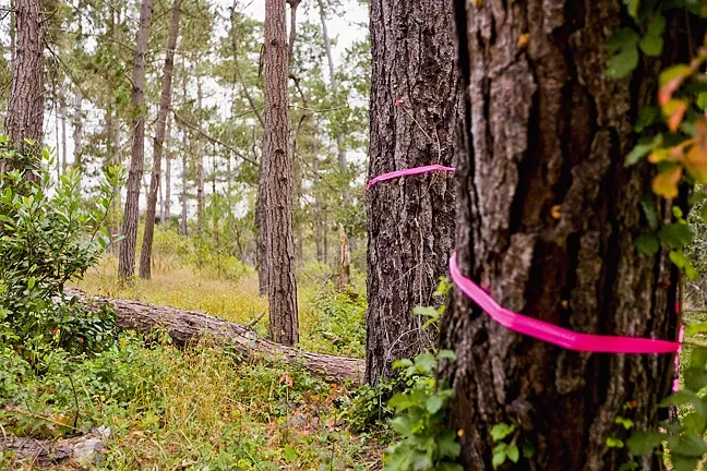 CUT ALONG THE LINE: On the Fiscalini Ranch Preserve, 192 dead or dying Monterey pine trees have been flagged for removal. Now, it’s just a matter of securing the proper permits and funding to take them out. - PHOTO BY KAORI FUNAHASHI