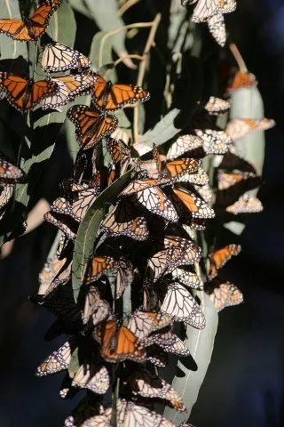 TIGHT-KNIT COLONY: The dense clusters of butterflies, each insect hanging its wing over the one below in a shingle effect, provides shelter and warmth for the group. - CHRISTOPHER GARDNER