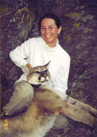 YOU CAN’T HIDE YOUR LION EYES : Scientists are finding out about the secret life of mountain lions, using radio tracking collars like this one fitted on a tranquilized big cat by SLO teacher Suzanne Nichols. - PHOTO COURTESY OF SUZANNE NICHOLS
