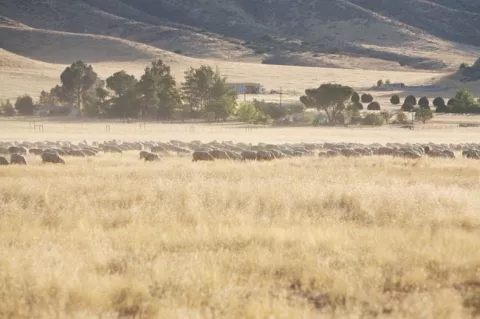 RUNNING WILD : Some locals claim that a monstrous herd of sheep sometimes obstructs the road and invades the monument. They say so-called "sheep money," paid to the CSD, keeps the woolen critters off the regulatory radar. - PHOTO BY JESSE ACOSTA
