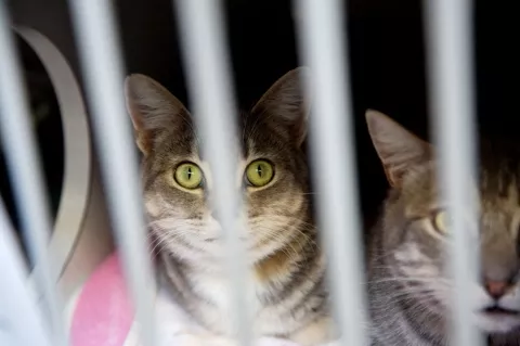 NO KILL? : A news story reporting that animals at the Hwy. 1 shelter never underwent euthanasia fueled an outburst of abandonment cases in 2005. Straining the resources of an overworked and undermanned volunteer staff, the overflow of animals triggered higher euthanasia rates, according to long-term volunteers. - PHOTO BY JESSE ACOSTA