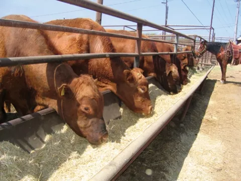 HUNGRY HERDS : With local ranchland already starting to dry up, ranchers are selling off their cattle. These bulls grab a bite before heading into the auction ring at the Templeton Livestock Market. - PHOTO BY KATHY JOHNSTON