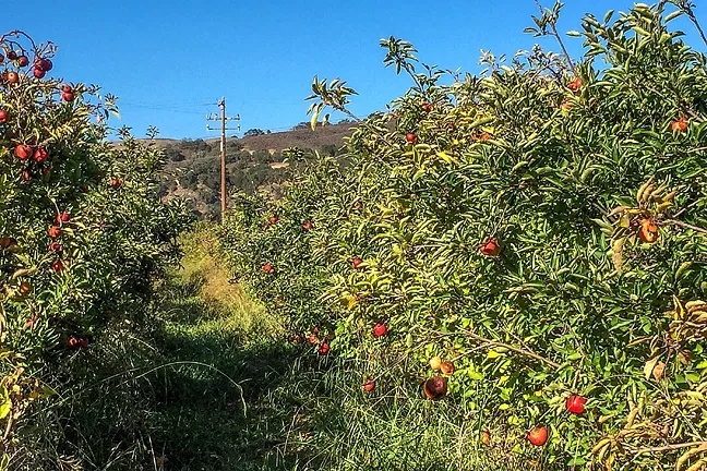 APPLE AISLE: An orchard at SLO Creek Farms is one of the freshest produce aisles you can find. - PHOTO BY TREVER DIAS