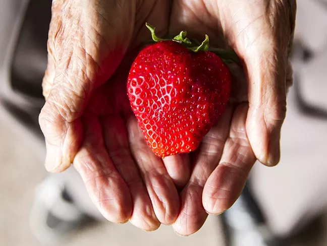 LOCAL: Haruo Hayashi, 91, whose family is known for farming strawberries in SLO County, said he’s had enough of berries. - PHOTO BY JAYSON MELLOM
