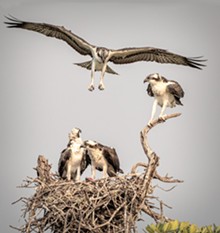 FIRST FLIGHT Jenn Lawrence's image of Ospreys taking off out of their nest won first place in the Animals category for this year's Winning Images photography contest.
