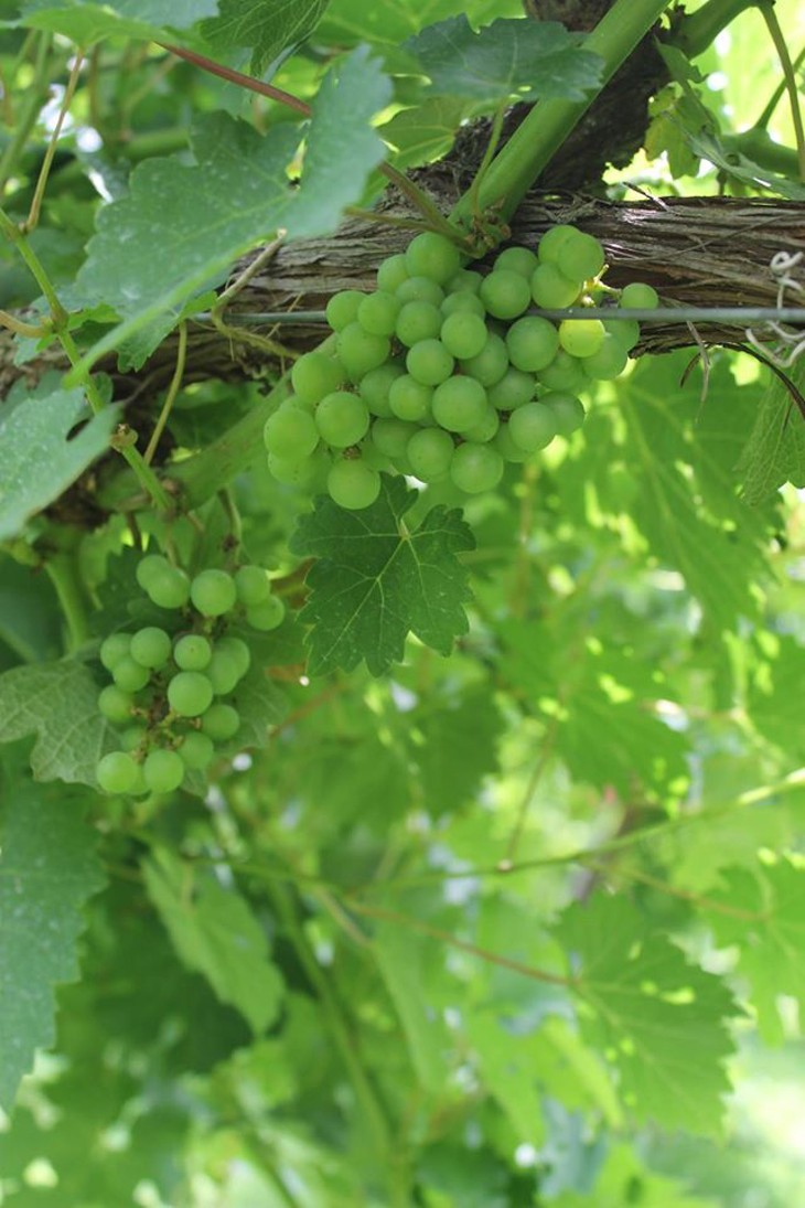 Sauvignon Blanc grapes ripe for picking at Sand Stone Springs Vineyard in Mustang.