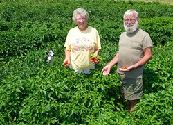 Barbara and Robert Stelle with their dog Dolly in their lush pepper field at Sunrise Acres. (Shannon Cornman)