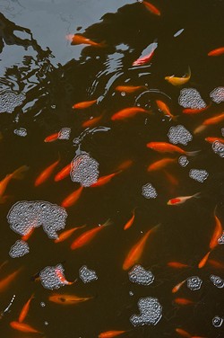 Ten-thousand gold fish fertilize the aquapond at Upward Harvest. - SHANNON CORNMAN