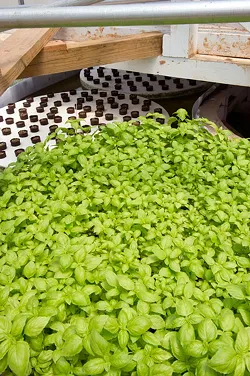 Basil plants at the Upward Harvest greenhouse ready for packaging - SHANNON CORNMAN