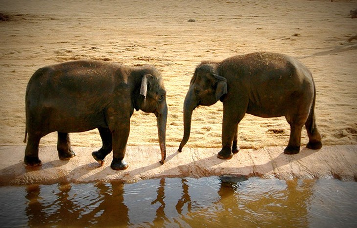 Expectant mother Asha and her sister Chandra at the watering hole. (Lisa Lee)
