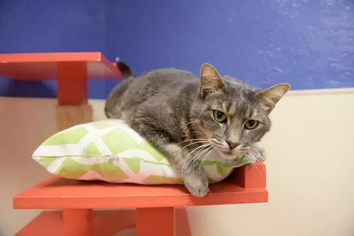 Central Oklahoma Humane Society Adoption Center Wednesday, Nov. 23, 2016. - GARETT FISBECK