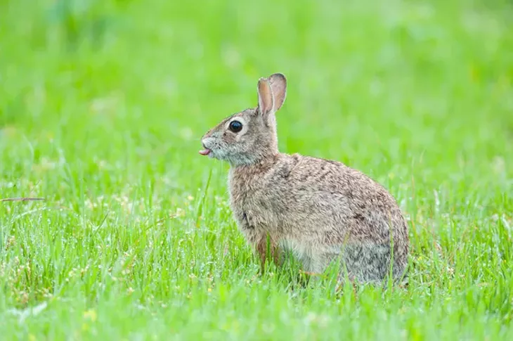 The OKC zoo and The Nature Conservancy are working together to preserve Oklahoma habitats and wildlife, including cottontail rabbits. | Photo Steven Hunter / The Nature Conservancy / provided