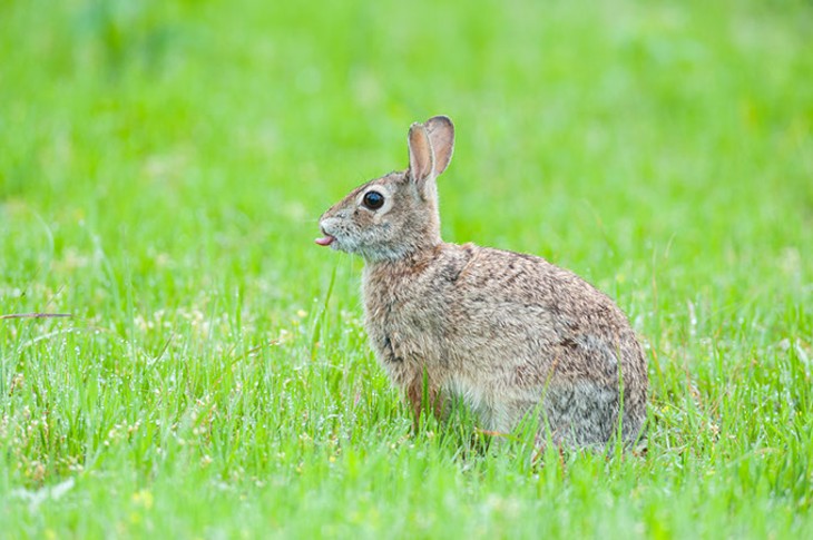 The OKC zoo and The Nature Conservancy are working together to preserve Oklahoma habitats and wildlife, including cottontail rabbits. | Photo Steven Hunter / The Nature Conservancy / provided